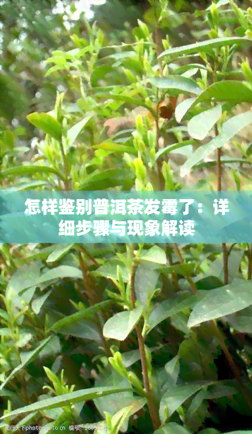 怎样鉴别普洱茶发霉了：详细步骤与现象解读