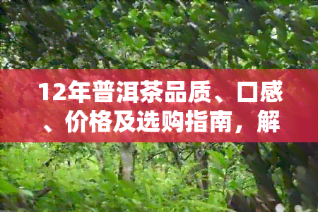 12年普洱茶品质、口感、价格及选购指南，解答您的所有疑问