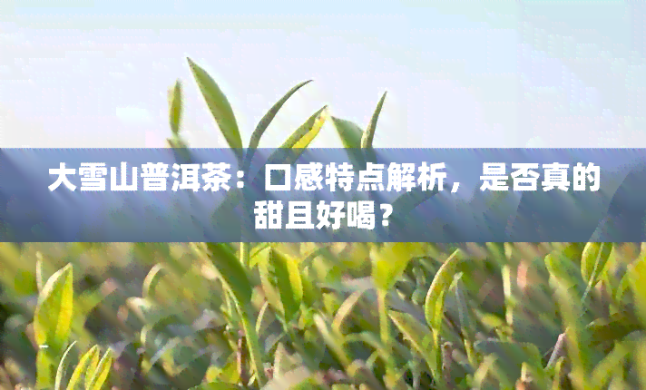 大雪山普洱茶：口感特点解析，是否真的甜且好喝？