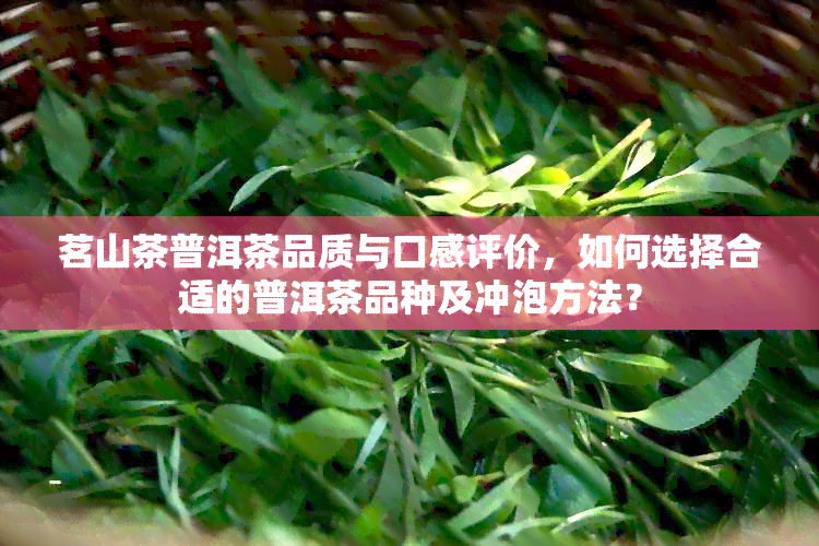 茗山茶普洱茶品质与口感评价，如何选择合适的普洱茶品种及冲泡方法？