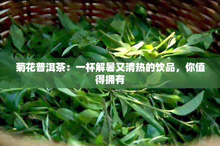 菊花普洱茶：一杯解暑又清热的饮品，你值得拥有