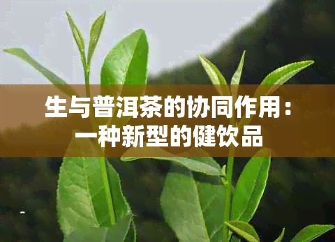 生与普洱茶的协同作用：一种新型的健饮品