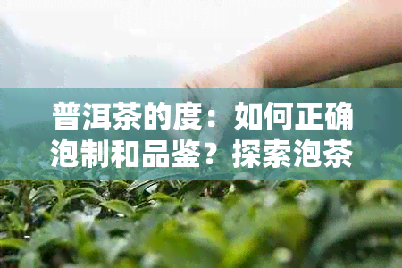 普洱茶的度：如何正确泡制和品鉴？探索泡茶水与品尝技巧