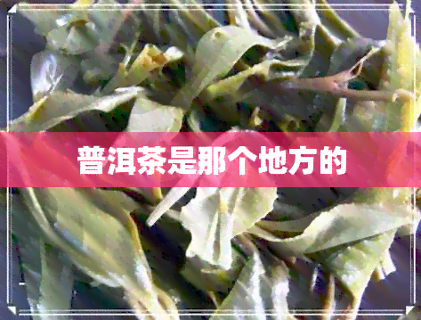 普洱茶是那个地方的