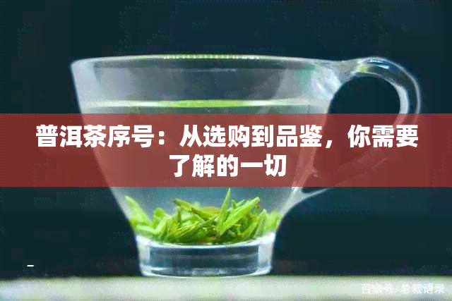 普洱茶序号：从选购到品鉴，你需要了解的一切