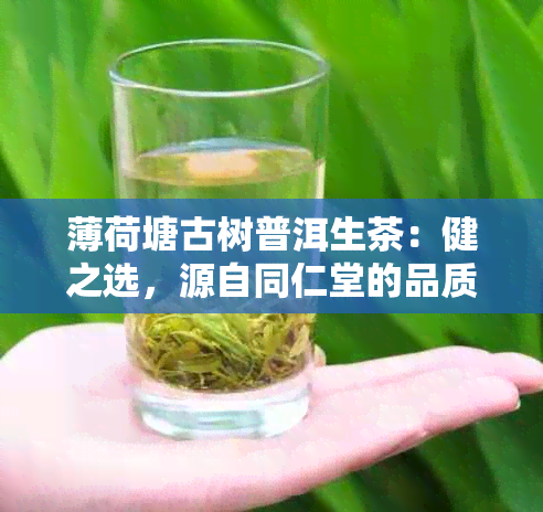 薄荷塘古树普洱生茶：健之选，源自同仁堂的品质保证