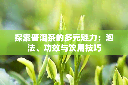 探索普洱茶的多元魅力：泡法、功效与饮用技巧