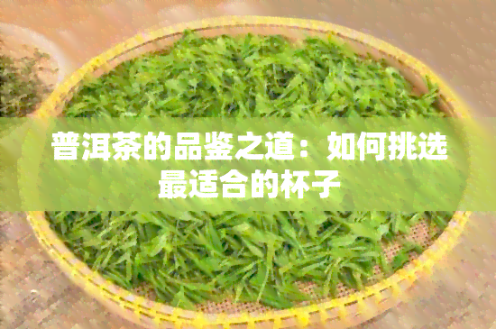 普洱茶的品鉴之道：如何挑选最适合的杯子