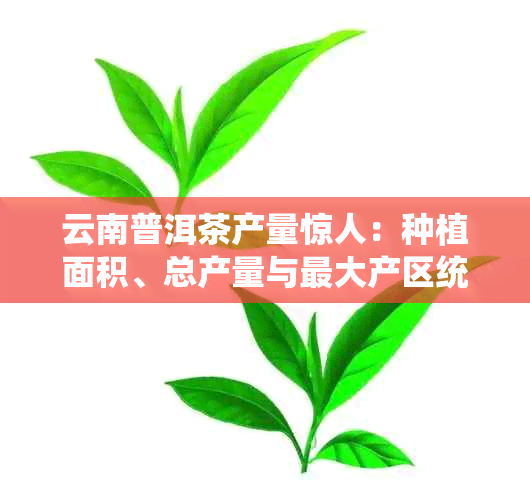 云南普洱茶产量惊人：种植面积、总产量与更大产区统计数据详解