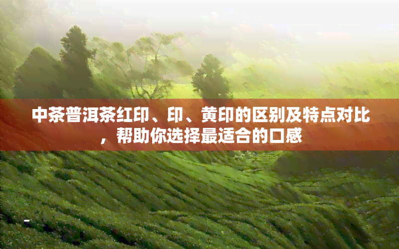 中茶普洱茶红印、印、黄印的区别及特点对比，帮助你选择最适合的口感