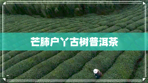 芒肺户丫古树普洱茶