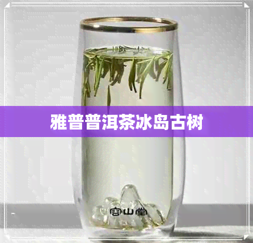 雅普普洱茶冰岛古树