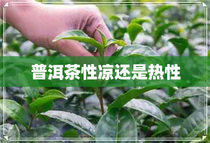 普洱茶性凉还是热性