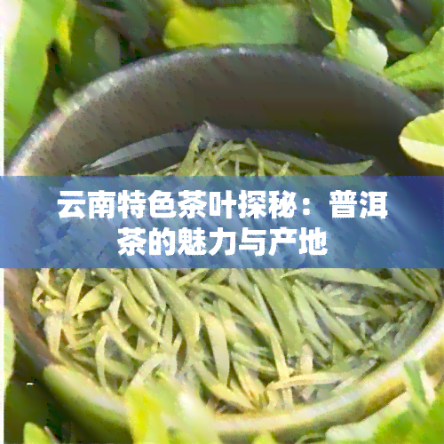 云南特色茶叶探秘：普洱茶的魅力与产地