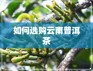 如何选购云南普洱茶