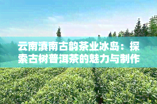 云南滇南古韵茶业冰岛：探索古树普洱茶的魅力与制作工艺