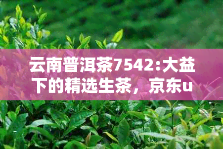 云南普洱茶7542:大益下的精选生茶，京东u0026价格对比分析