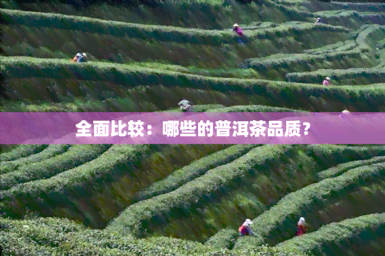 全面比较：哪些的普洱茶品质？