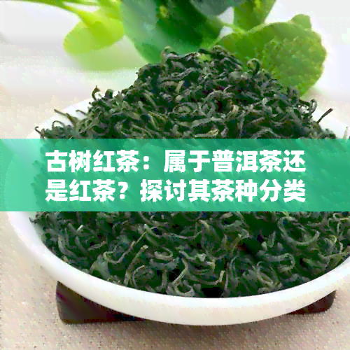 古树红茶：属于普洱茶还是红茶？探讨其茶种分类