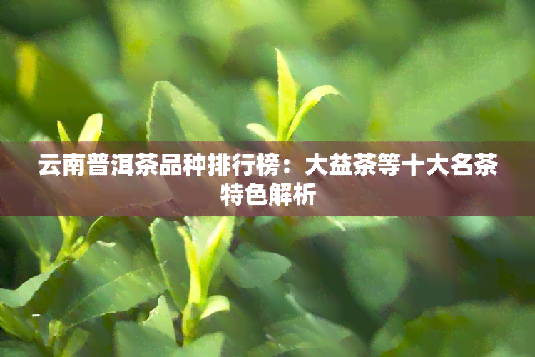 云南普洱茶品种排行榜：大益茶等十大名茶特色解析