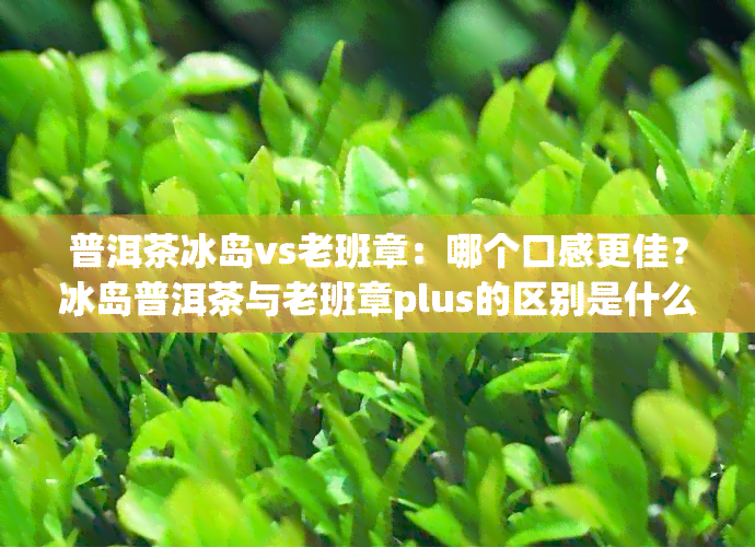 普洱茶冰岛vs老班章：哪个口感更佳？冰岛普洱茶与老班章plus的区别是什么？