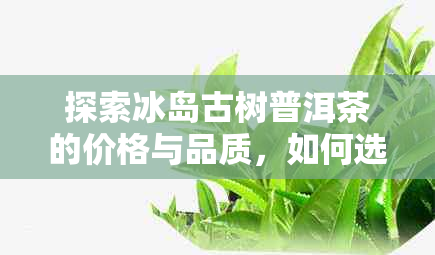 探索冰岛古树普洱茶的价格与品质，如何选购？