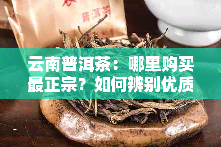 云南普洱茶：哪里购买最正宗？如何辨别优质茶叶与劣质茶叶？