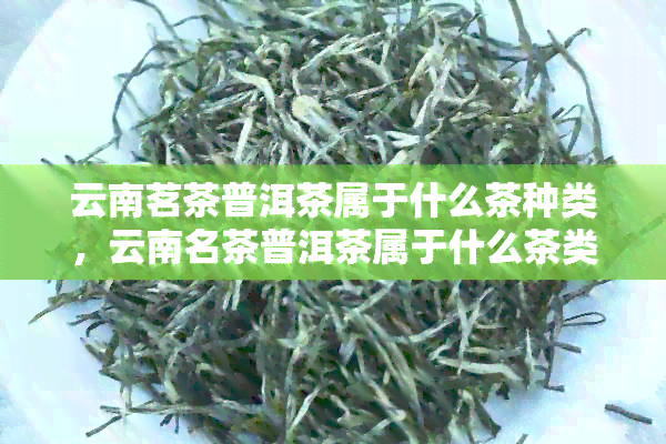 云南茗茶普洱茶属于什么茶种类，云南名茶普洱茶属于什么茶类。