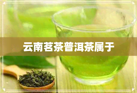 云南茗茶普洱茶属于