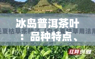 冰岛普洱茶叶：品种特点、产地环境、冲泡方法与品鉴技巧全面解析