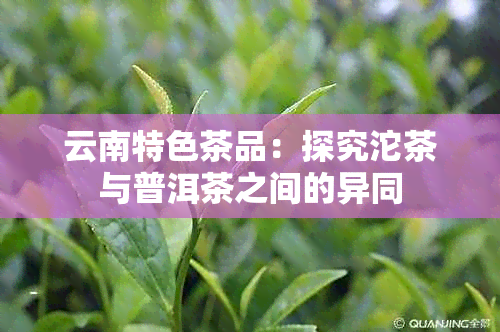 云南特色茶品：探究沱茶与普洱茶之间的异同