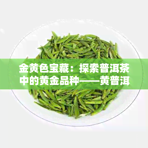 金黄色宝藏：探索普洱茶中的黄金品种——黄普洱茶