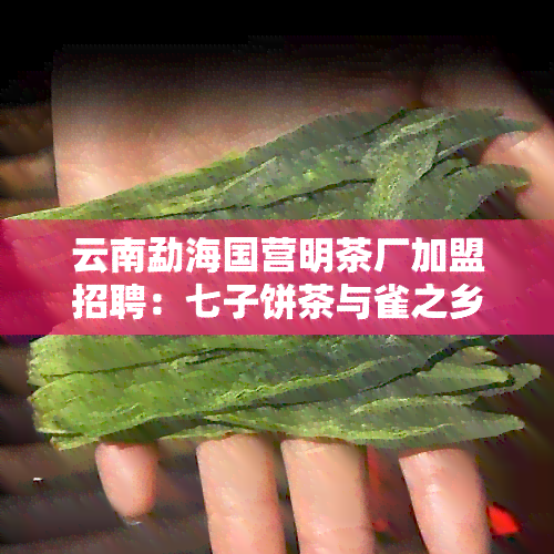 云南勐海国营明茶厂加盟招聘：七子饼茶与雀之乡特色！