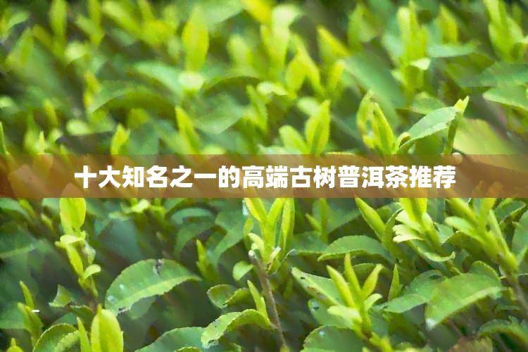 十大知名之一的高端古树普洱茶推荐