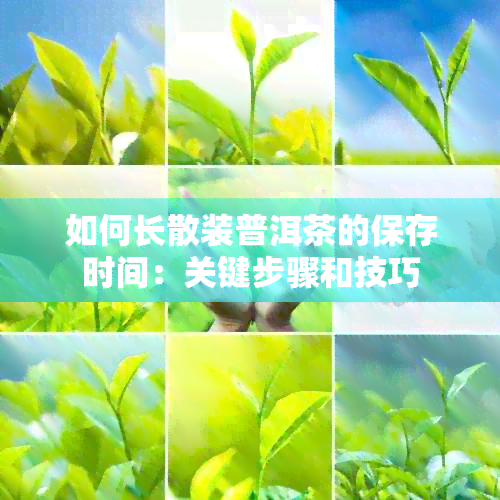 如何长散装普洱茶的保存时间：关键步骤和技巧