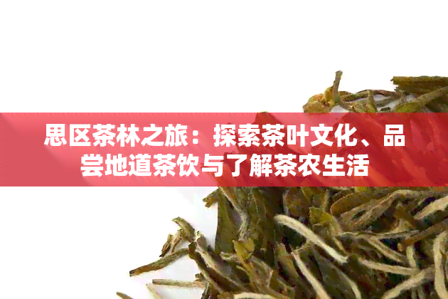 思区茶林之旅：探索茶叶文化、品尝地道茶饮与了解茶农生活