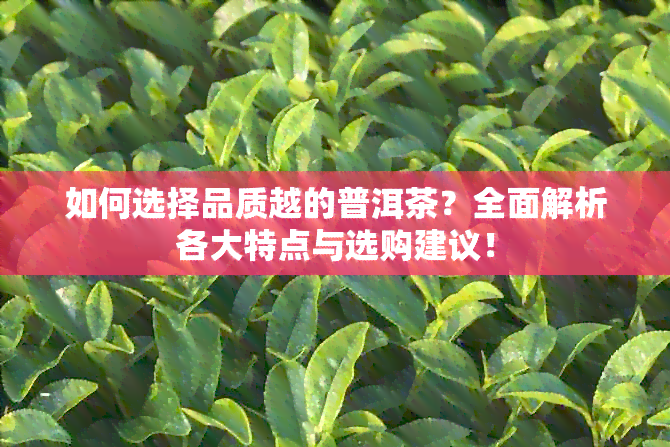 如何选择品质越的普洱茶？全面解析各大特点与选购建议！