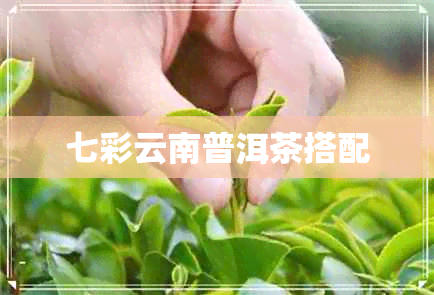 七彩云南普洱茶搭配