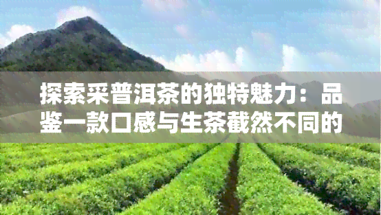 探索采普洱茶的独特魅力：品鉴一款口感与生茶截然不同的好茶