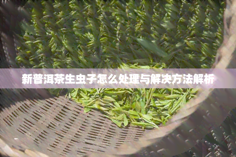 新普洱茶生虫子怎么处理与解决方法解析