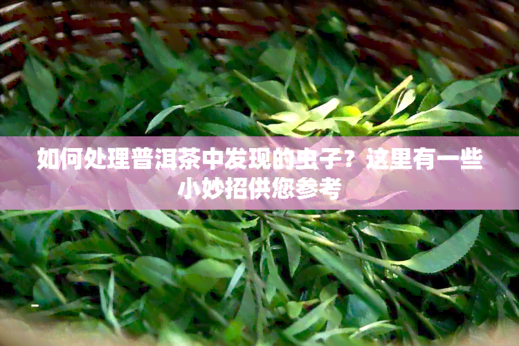 如何处理普洱茶中发现的虫子？这里有一些小妙招供您参考