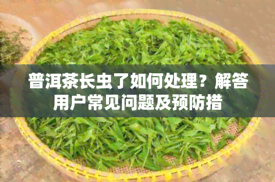 普洱茶长虫了如何处理？解答用户常见问题及预防措