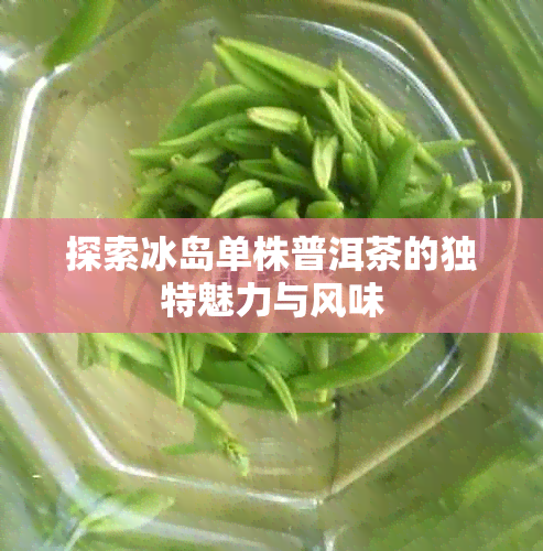 探索冰岛单株普洱茶的独特魅力与风味