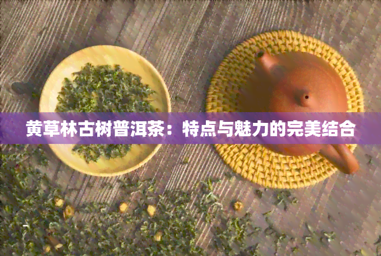 黄草林古树普洱茶：特点与魅力的完美结合