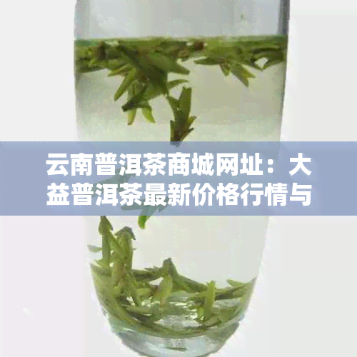 云南普洱茶商城网址：大益普洱茶最新价格行情与批发报价