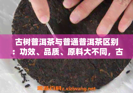 古树普洱茶与普通普洱茶区别：功效、品质、原料大不同，古树普洱茶好吗？