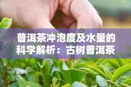 普洱茶冲泡度及水量的科学解析：古树普洱茶的冲泡方法