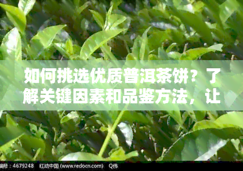 如何挑选优质普洱茶饼？了解关键因素和品鉴方法，让你选出茶饼！