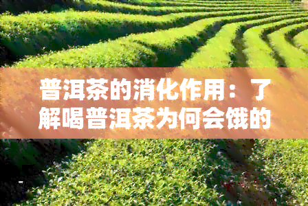 普洱茶的消化作用：了解喝普洱茶为何会饿的原因以及如何避免饥饿感