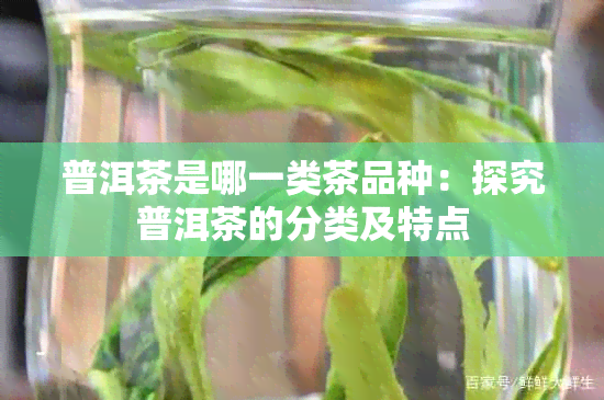 普洱茶是哪一类茶品种：探究普洱茶的分类及特点